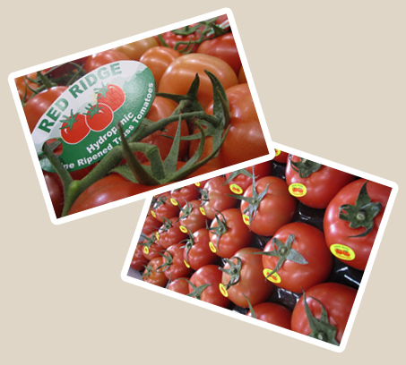 Fresh Australian Tomatoes